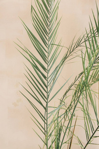 异国情调的热带棕榈树枝在淡色调米色的背景。最小的花概念