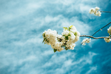 特写美丽的樱花和多云的天空