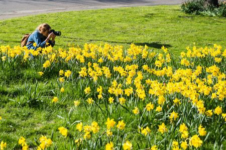 女孩与照相机拍摄美丽的黄色水仙花