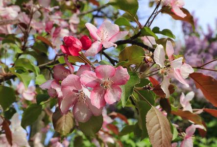 树枝的春天树与美丽的粉红色的花朵, 特写