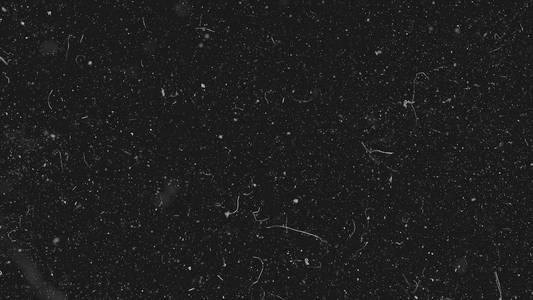 有机粉尘白色尘埃粒子在黑色背景下在空间中缓慢移动.