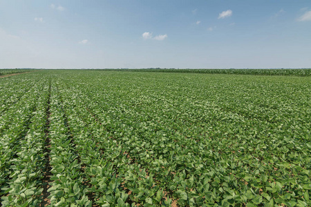 和卡罗尔县农村,马里兰州中的字段绿豆灌木丛中字段绿色成熟大豆田
