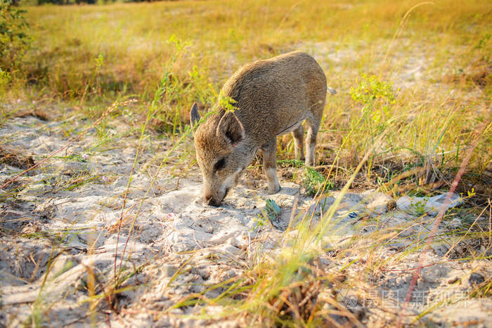 野野猪在雾晨的森林里漫步, 看着摄影机.自然栖息地的野生动物