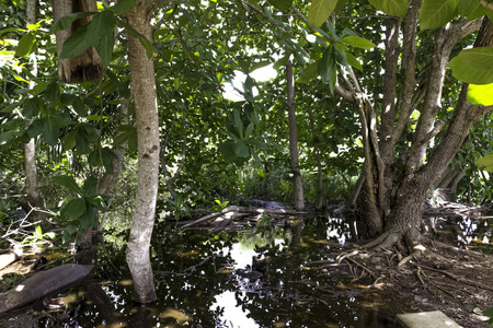 古巴沼泽半岛 de Zapata 国家公园Zapata 沼泽