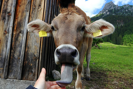 一个年轻的好奇的棕色牛伸出她的舌头, 舔摄影师的手照片