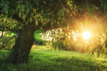 草地上的一棵大树太阳从一棵大树的树枝上照射在绿色的夏日草地上.