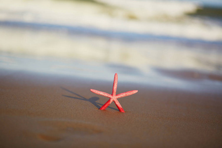 在夕阳与长长的影子在异国沙滩上的红色海星
