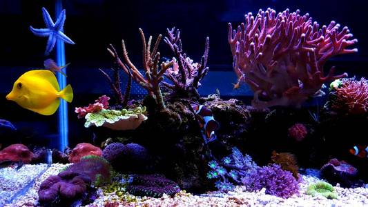 珊瑚礁水族馆鱼缸