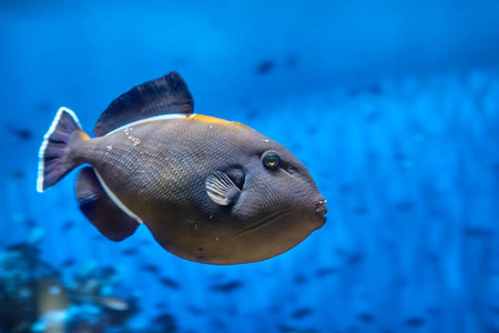 一个黑色 triggerfish 或印度 triggerfish, 拉丁名字 melichthys
