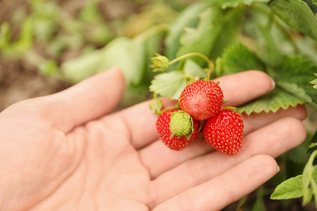 花园里成熟草莓的农夫