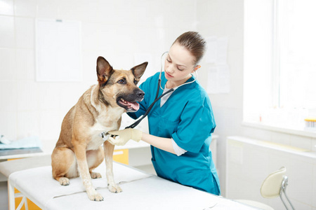 在兽医诊所中用内窥镜检查犬的年轻女子