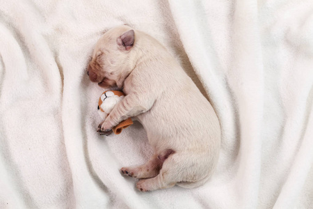 婴儿黄色拉布拉多小狗睡在白色毯子特写