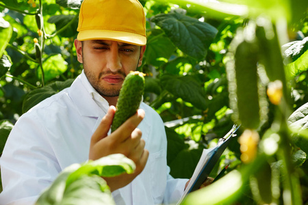 当代 agroengineer 看不苟在他的手黄瓜在温室工作