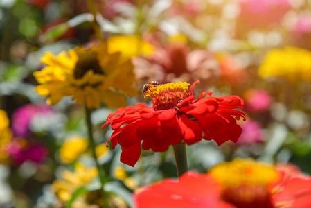 红花蜜蜂或蜜蜂图片