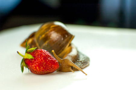 大棕蜗牛螟吃红熟草莓肖像