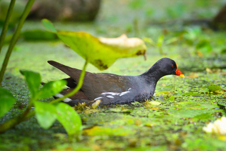 普通 moorhen Gallinula chloropus 在一个阳光明媚的日子在湖里游泳