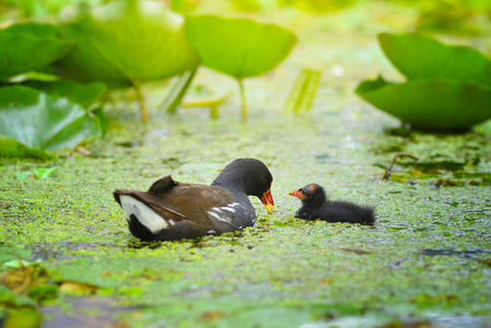 共同 moorhen Gallinula chloropus 母亲与她的小鸡