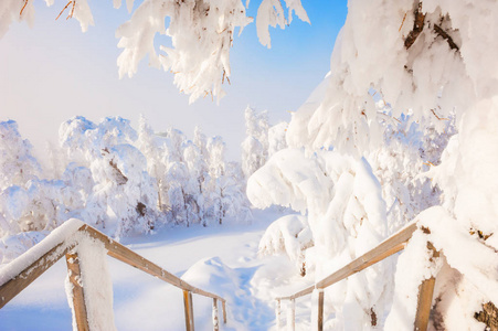 雪覆盖在冬季森林中的积雪树木。美丽的 wintar 风景