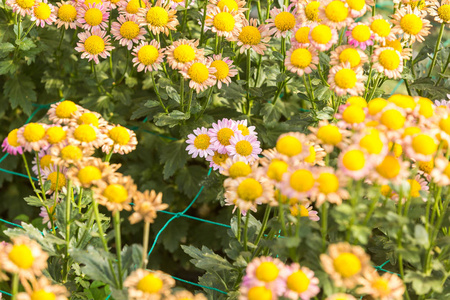 花菊花菊花壁纸