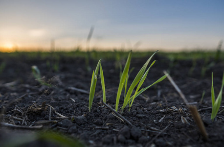幼小麦幼苗生长在田间.生长在土壤中的绿色小麦.