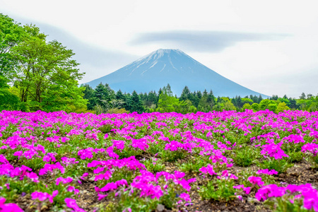 富士芝樱 苔藓夹竹桃 节日在 Fujikawaguchiko, Minamitsuru 山梨, 日本的彩色花卉领域后富士山视