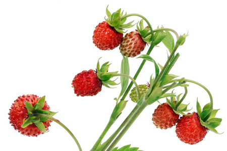 真正的野生草莓是红色成熟和绿色浆果在这个灌木。在白色宏工作室拍摄时被隔离