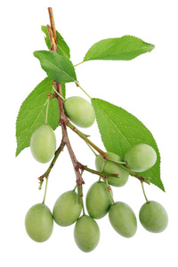 绿色生李子浆果在营养成熟初。在白色宏工作室拍摄时被隔离