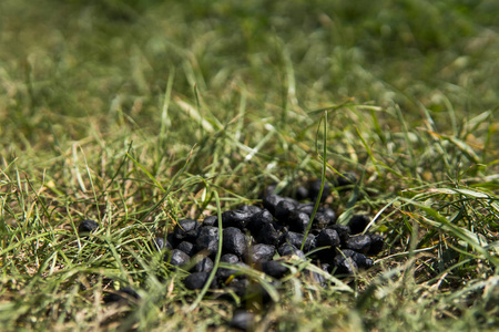 大便苍蝇的屎图片