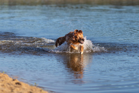 快乐金黄猎犬跳跃和游泳在水中