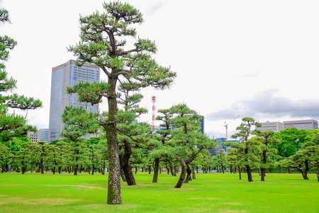 日本, 东京, 皇宫前的公园