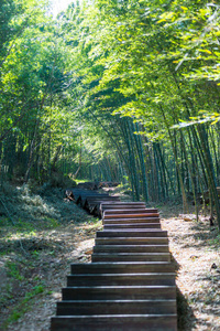 竹科在竹林里，美丽的绿色自然背景