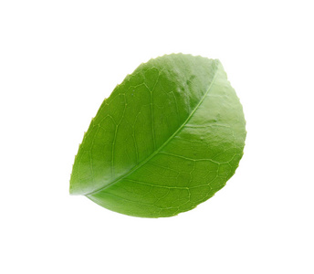白底茶树绿叶