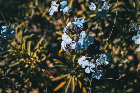 阳光下 erysimum 的丁香和蓝色花朵