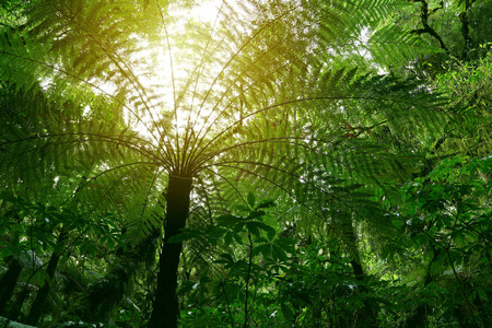 热带丛林中的树木树冠