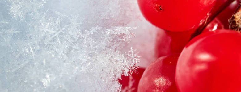 guelder 玫瑰的红色浆果与第一个雪。宏观