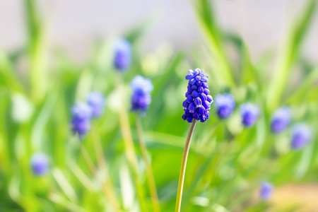 早春草甸报春花 Muscari 杏黄开花的幼芽新生命开花新鲜度