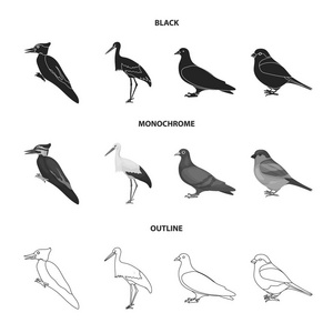 啄木鸟, 鹳和其他。鸟类集合图标黑色, 单色, 轮廓样式矢量符号股票插画网站