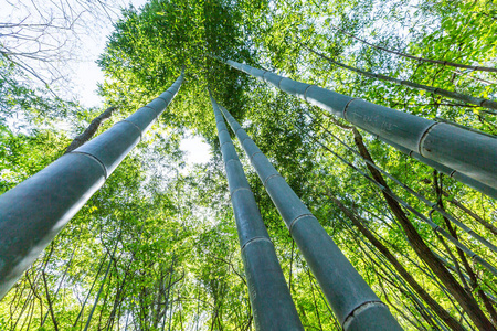 竹科在竹林里，美丽的绿色自然背景