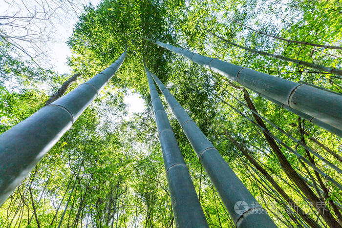 竹科在竹林里 美丽的绿色自然背景照片 正版商用图片0ul6fo 摄图新视界