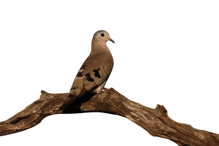 翡翠发现木头鸽子，Turtur chalcospilos，一只鸟在分支，南非，2016 年 8 月