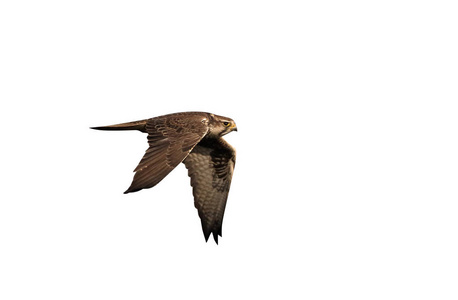 兰内尔猎鹰, biarmicus, 单鸟飞行, 匈牙利, 2016年2月