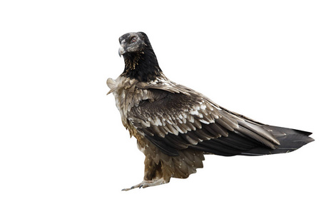 髭兀鹰或 lammergeyer 或胡兀鹫，兀 barbatus juvinle 在喂它的站，西班牙，冬天