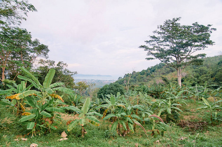 风景风景与香蕉植物