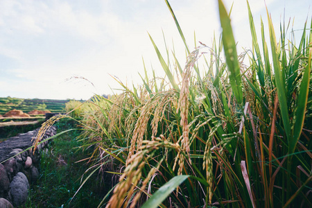 绿色水稻籽粒与叶片生长的近距离观察