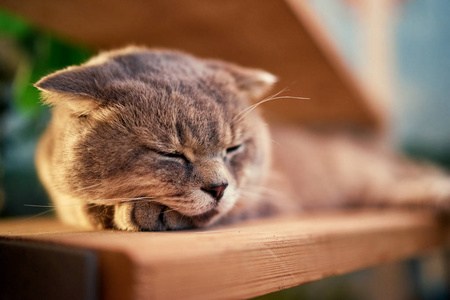 苏格兰折叠图片