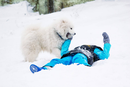 狗萨摩耶和女孩在雪地里玩耍