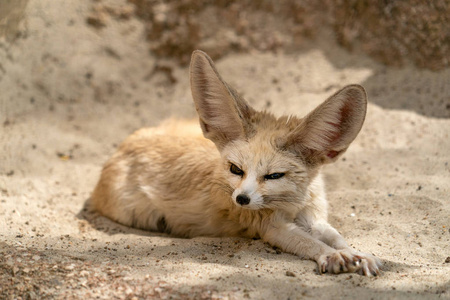 Fennec 沙漠狐狸肖像看着你