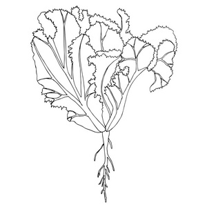叶莴苣单色手绘素描设计元素股票矢量插图网页, 用于打印