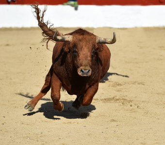 在西班牙斗牛的公牛奔跑