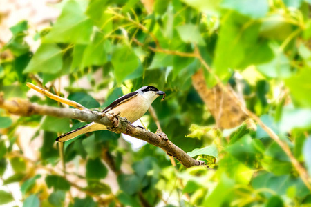 野生 Lanius 鸟的形象 schach 在树枝上, 昆虫在它的喙上